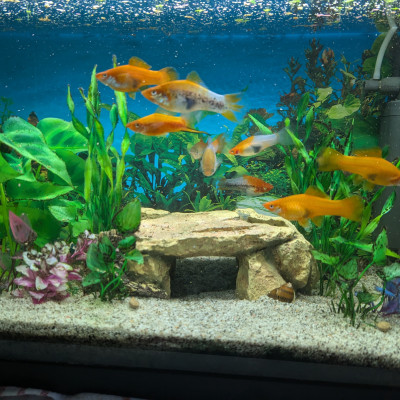 ...und die Fische